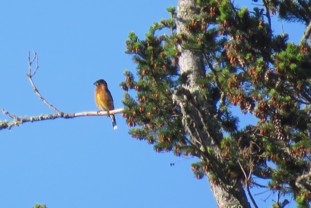 Black-headed Grosbeak - ML574999291