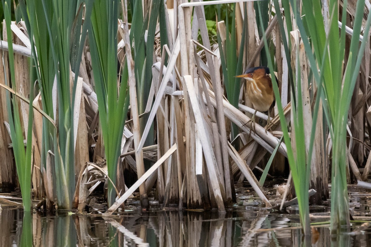 Least Bittern - ML575000081