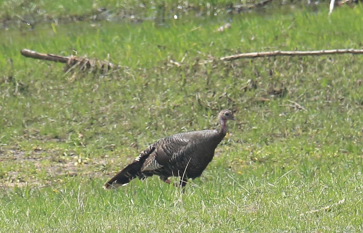 Wild Turkey - ML575000691