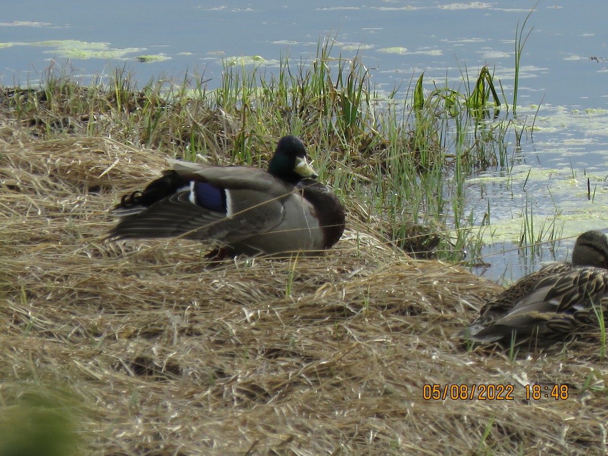 Mallard - ML575000781