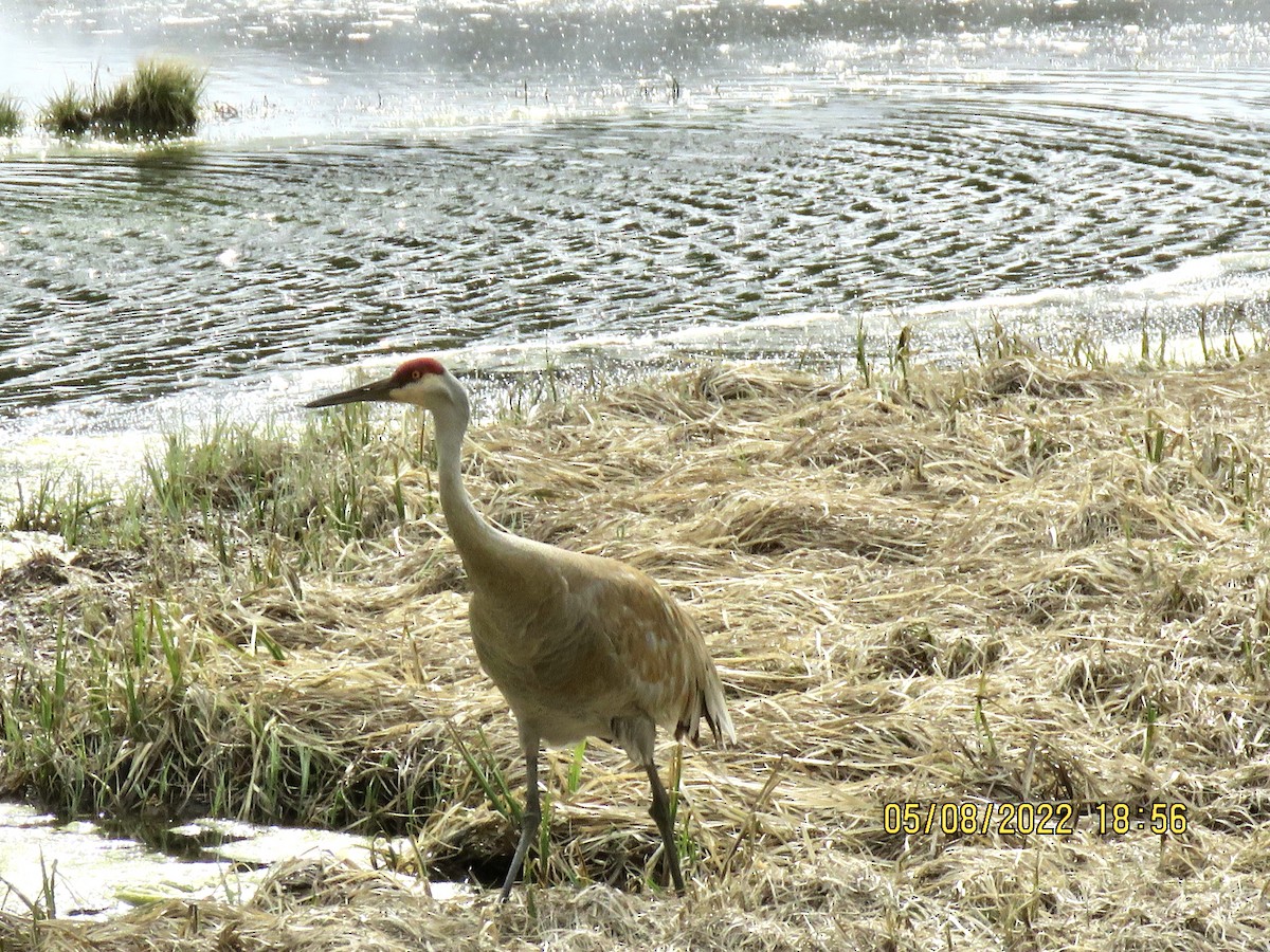 Sandhill Crane - ML575001871