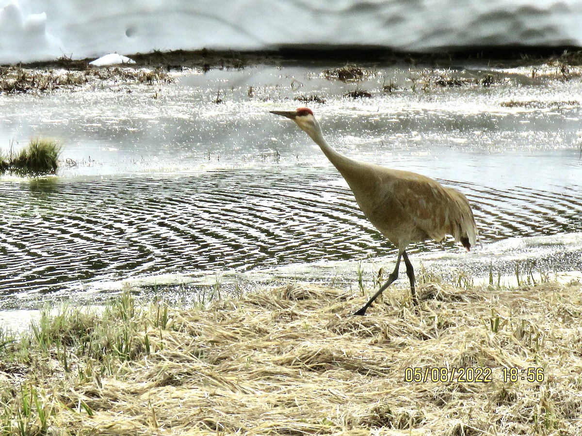 Sandhill Crane - ML575001901