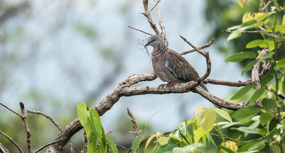 Spotted Dove - ML57500301