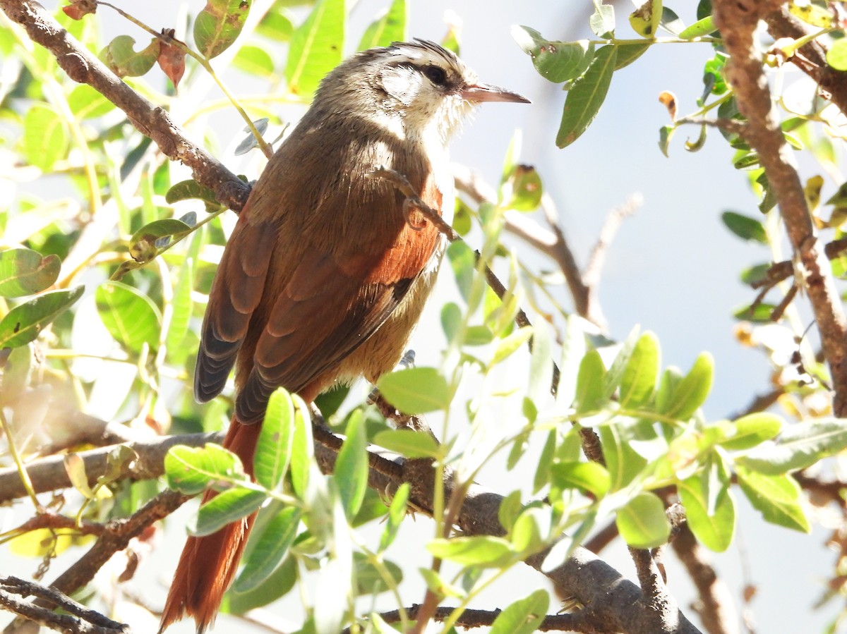 Stripe-crowned Spinetail - Rafael Salcedo