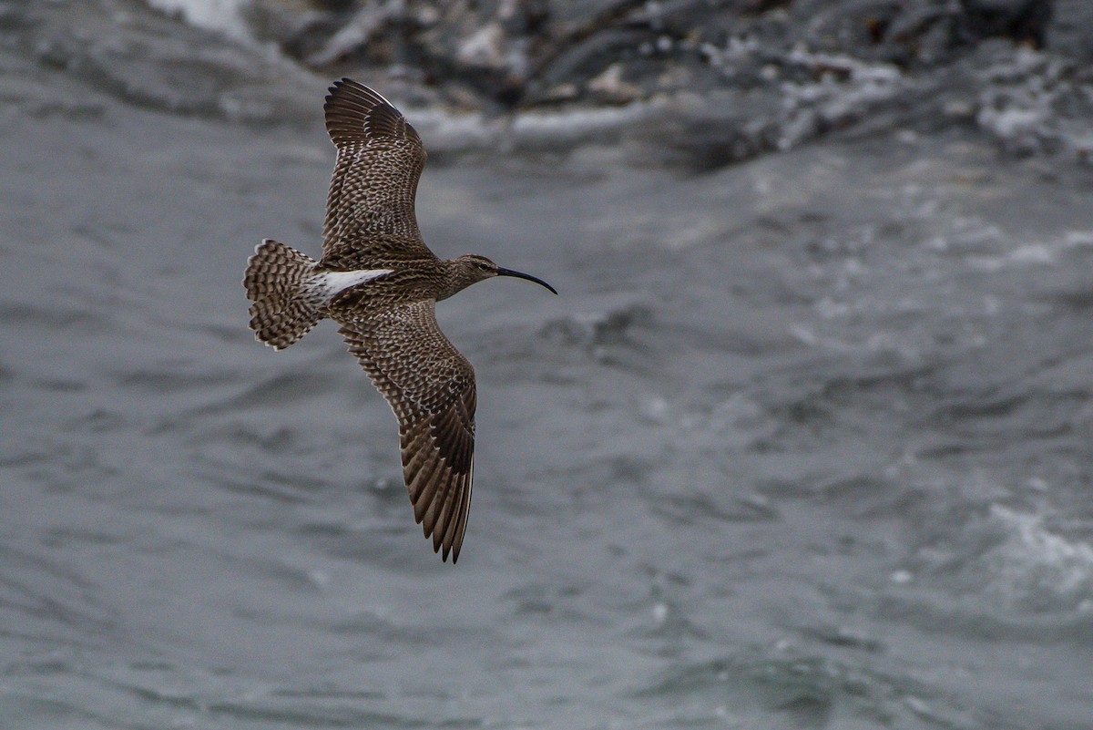 Whimbrel (European) - Frank King