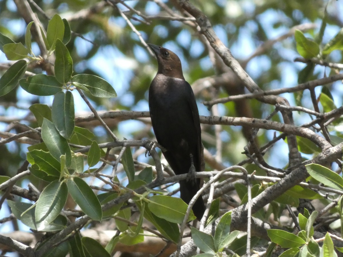 Brown-headed Cowbird - ML575003981