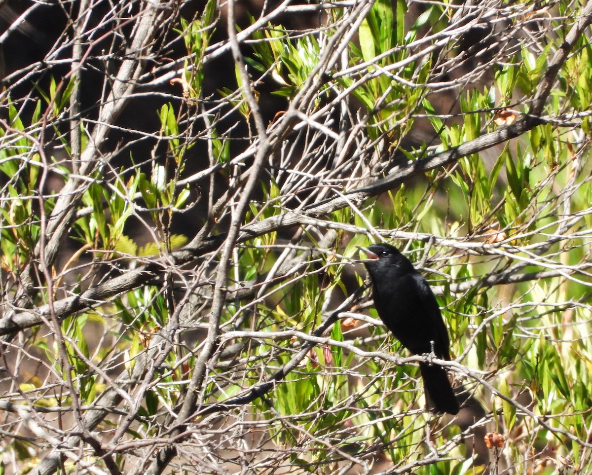 White-winged Black-Tyrant - ML575004291