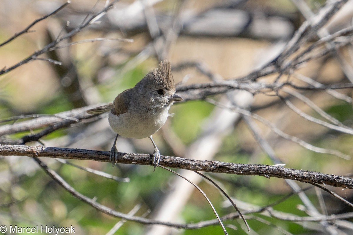 Oak Titmouse - ML575004971