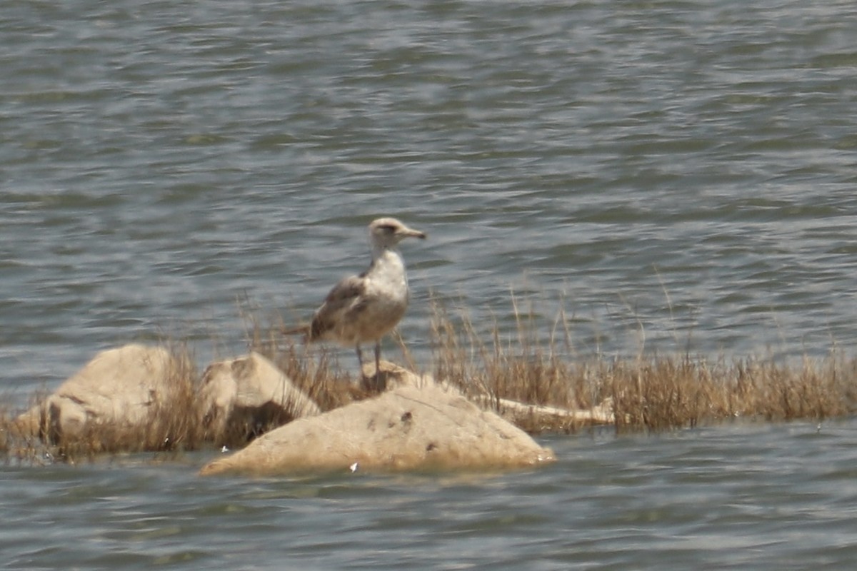 California Gull - ML575005141