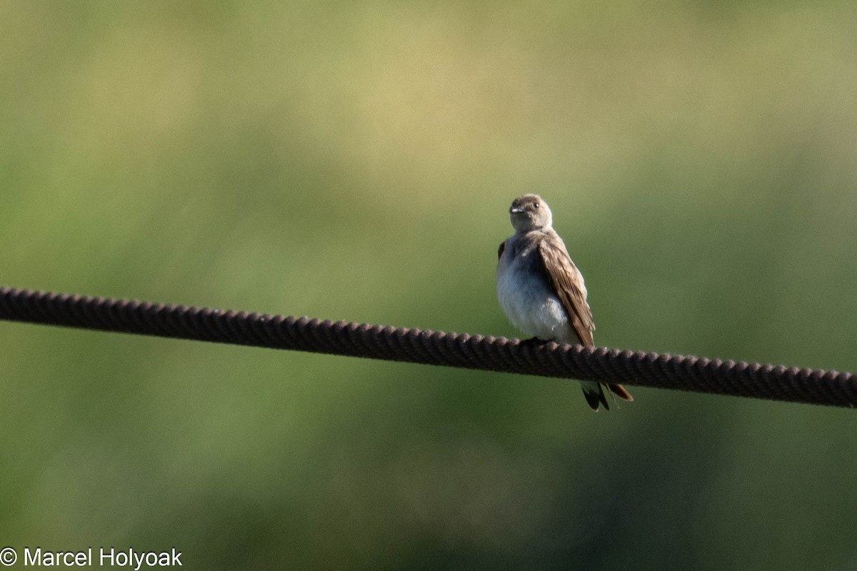 Northern Rough-winged Swallow - ML575005281