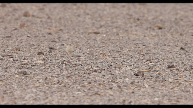 Greater Hoopoe-Lark - ML575006061