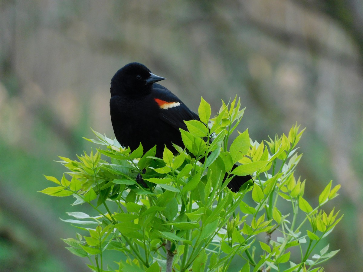 Red-winged Blackbird - ML575006091