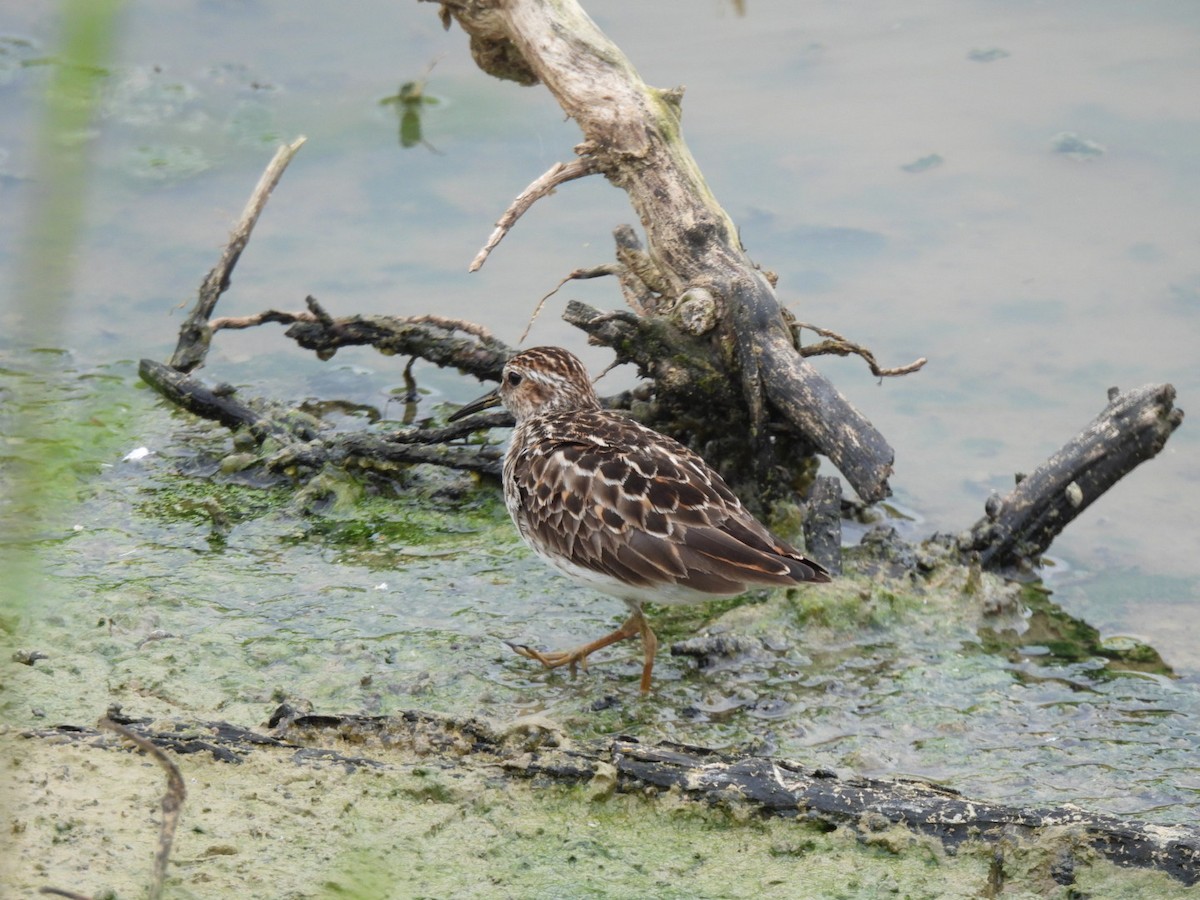 Least Sandpiper - ML575007551