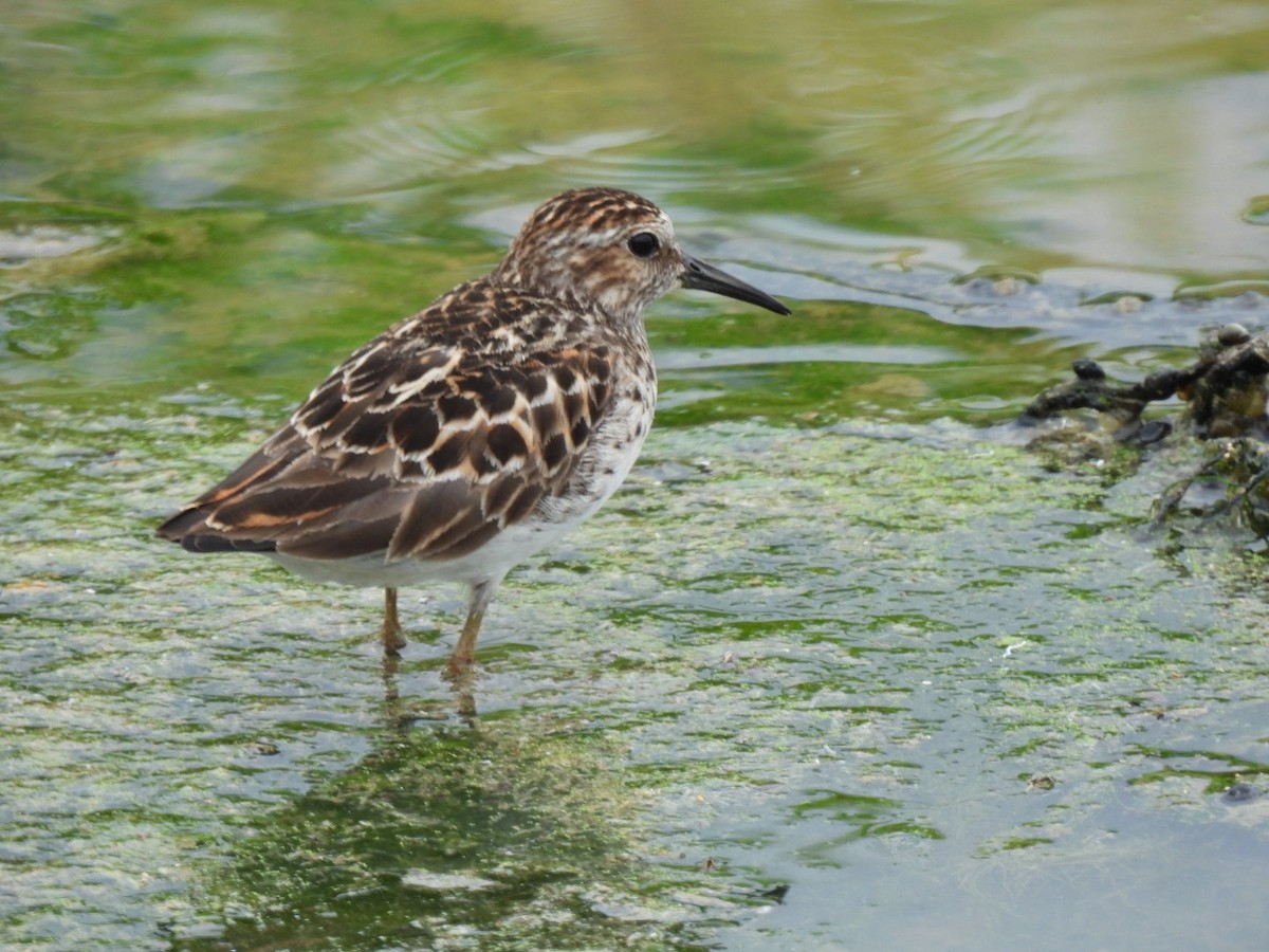 Least Sandpiper - ML575007581