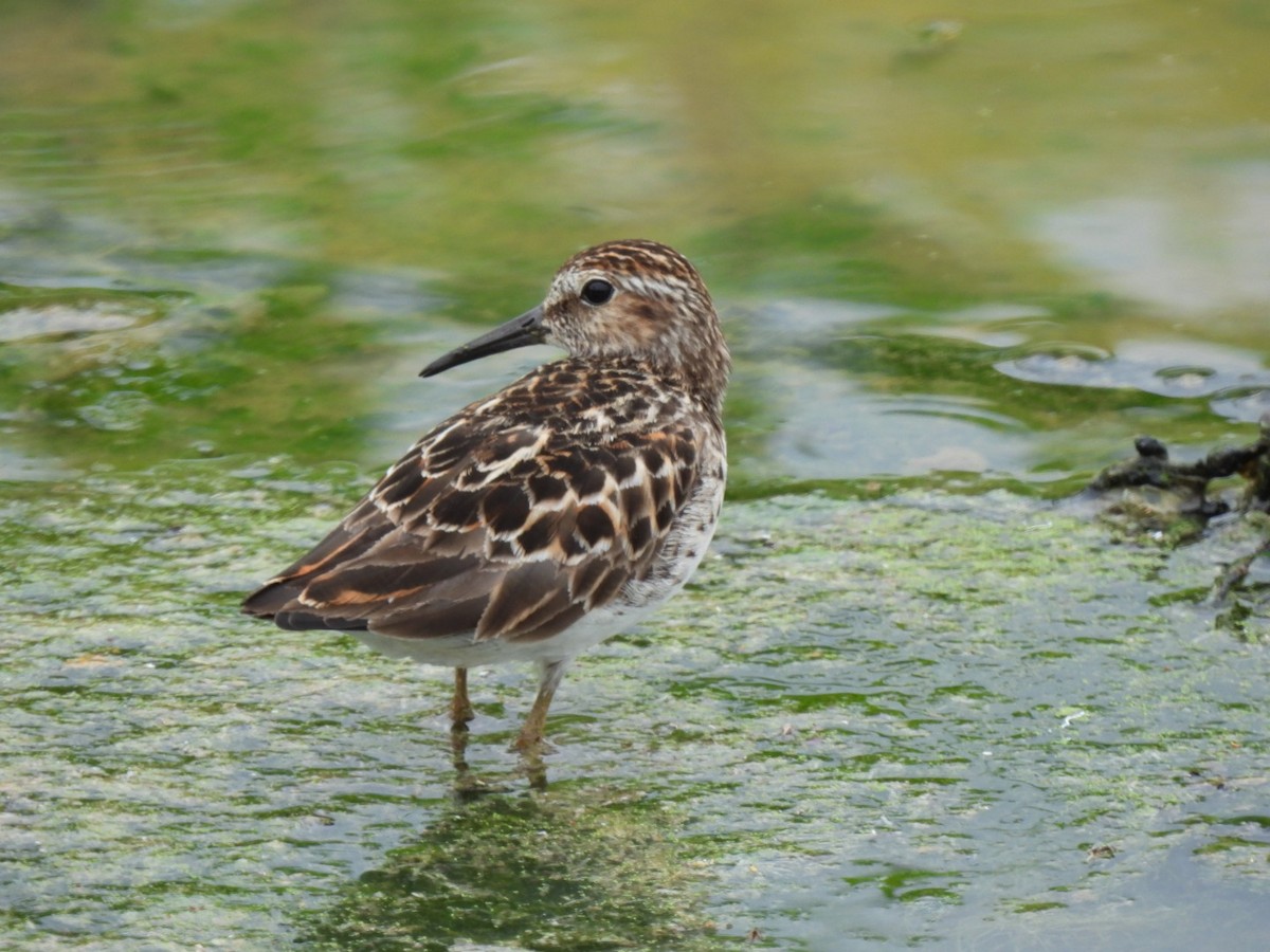 Least Sandpiper - ML575007601