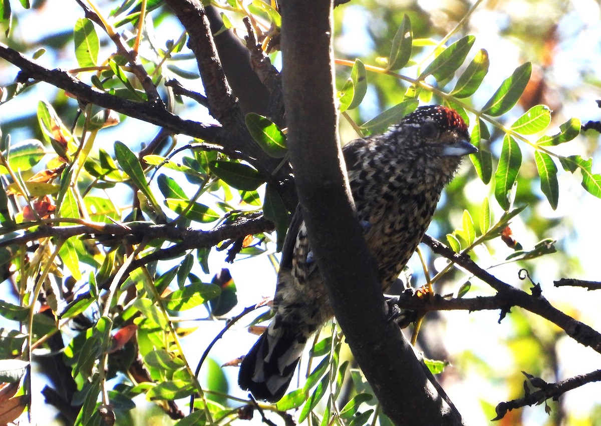 White-wedged Piculet - ML575008191