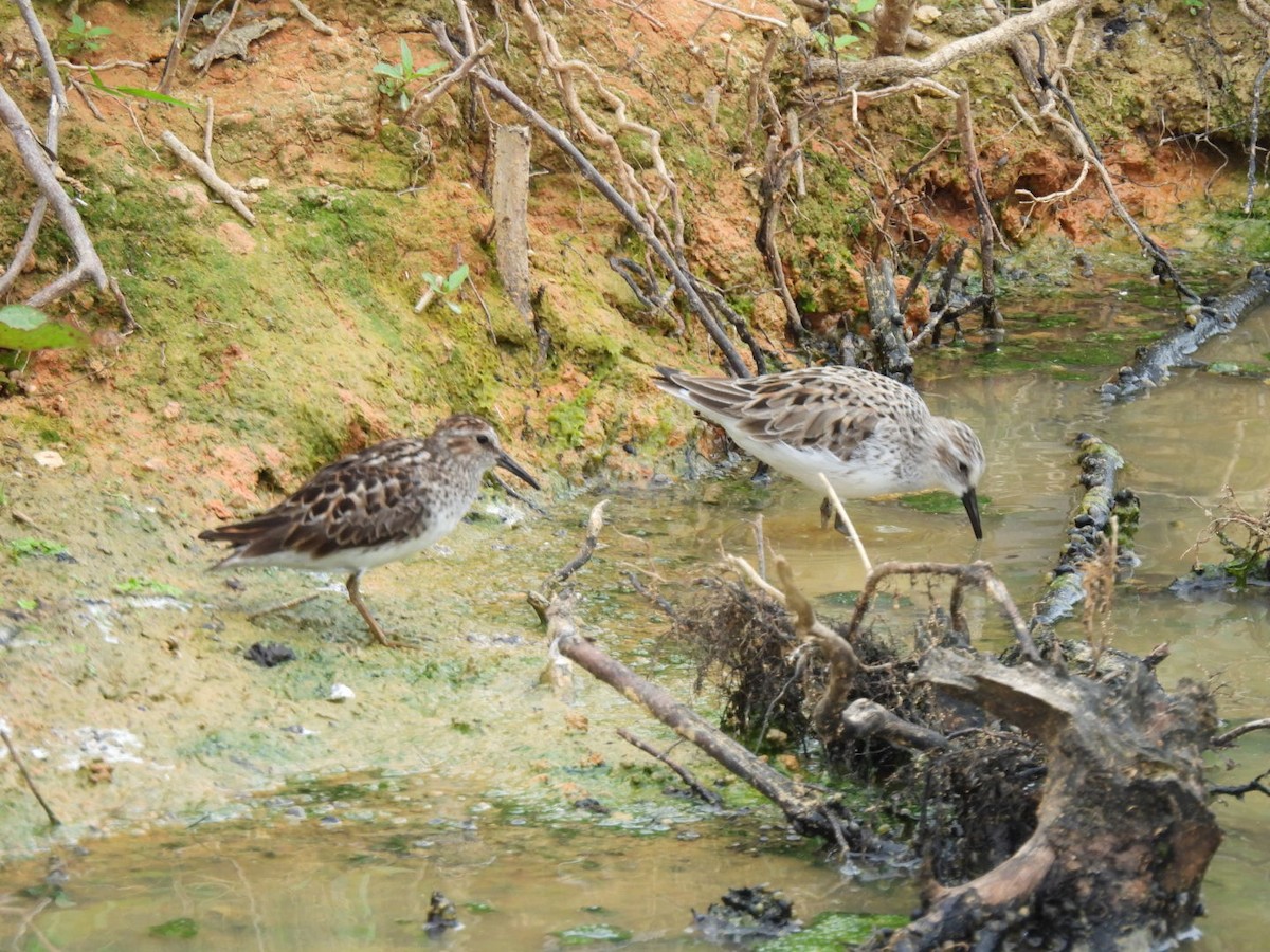 Semipalmated Sandpiper - ML575008231