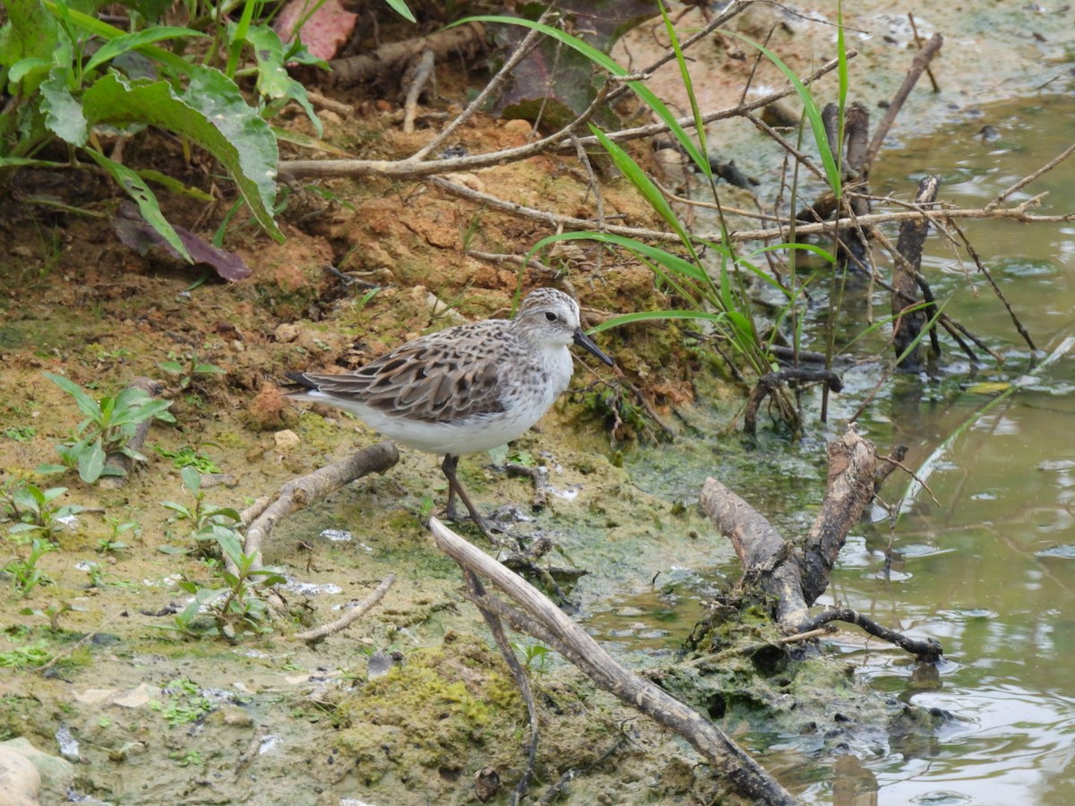 Semipalmated Sandpiper - ML575008241