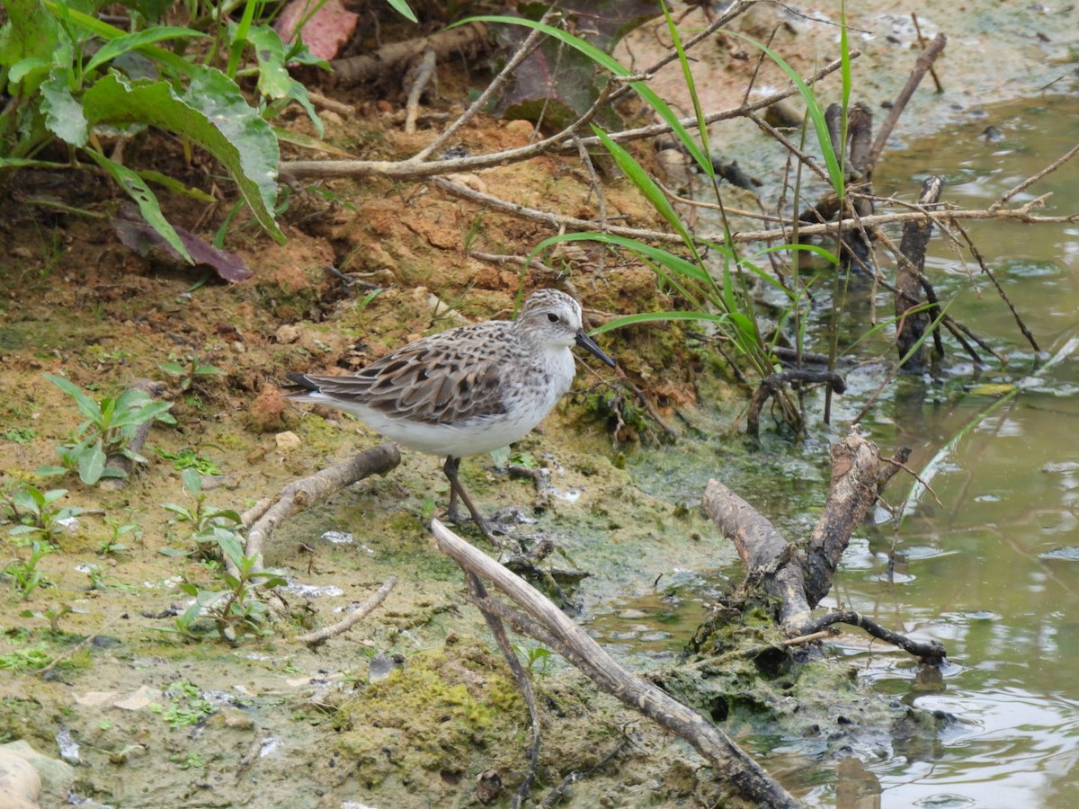 Semipalmated Sandpiper - Angie  Holt