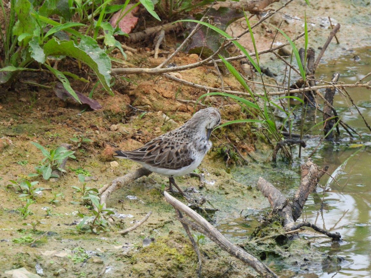Semipalmated Sandpiper - ML575008251