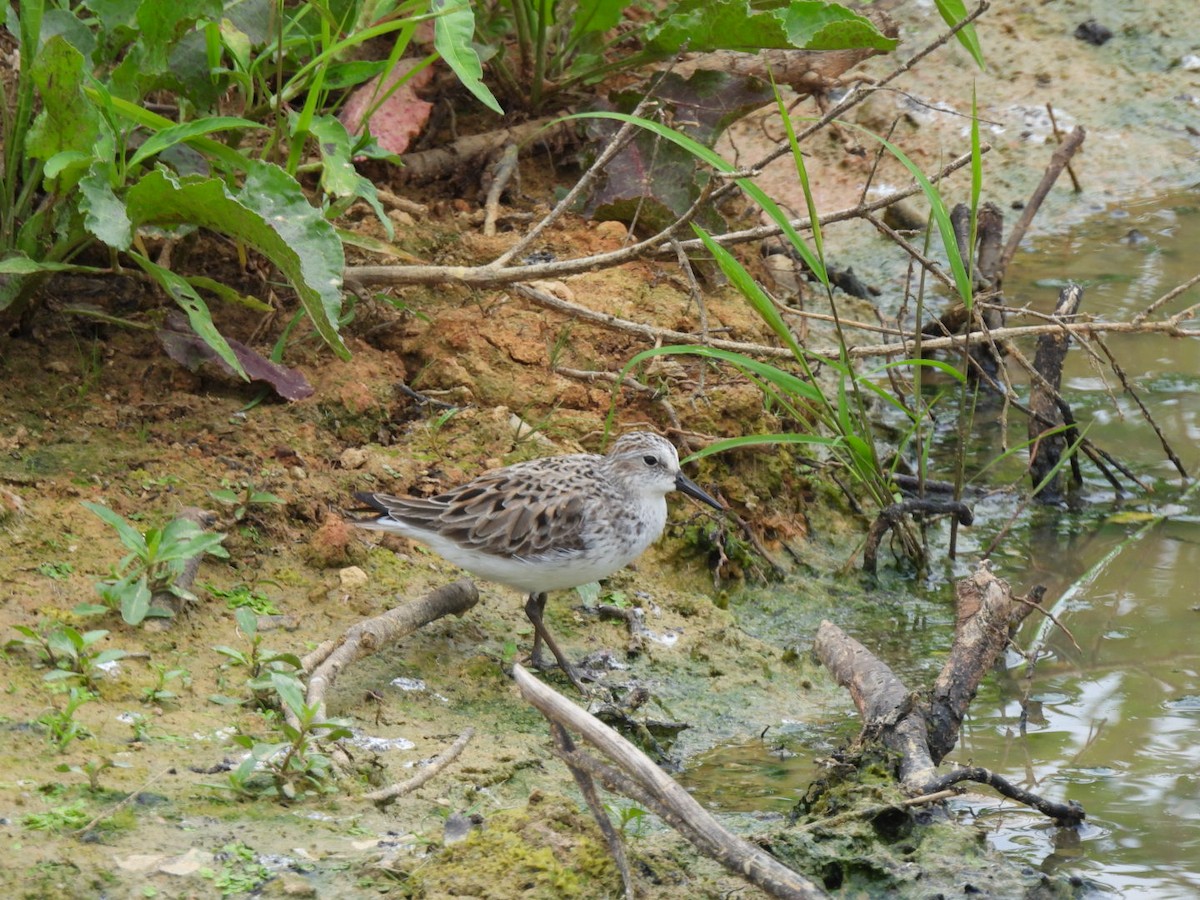 Semipalmated Sandpiper - ML575008261