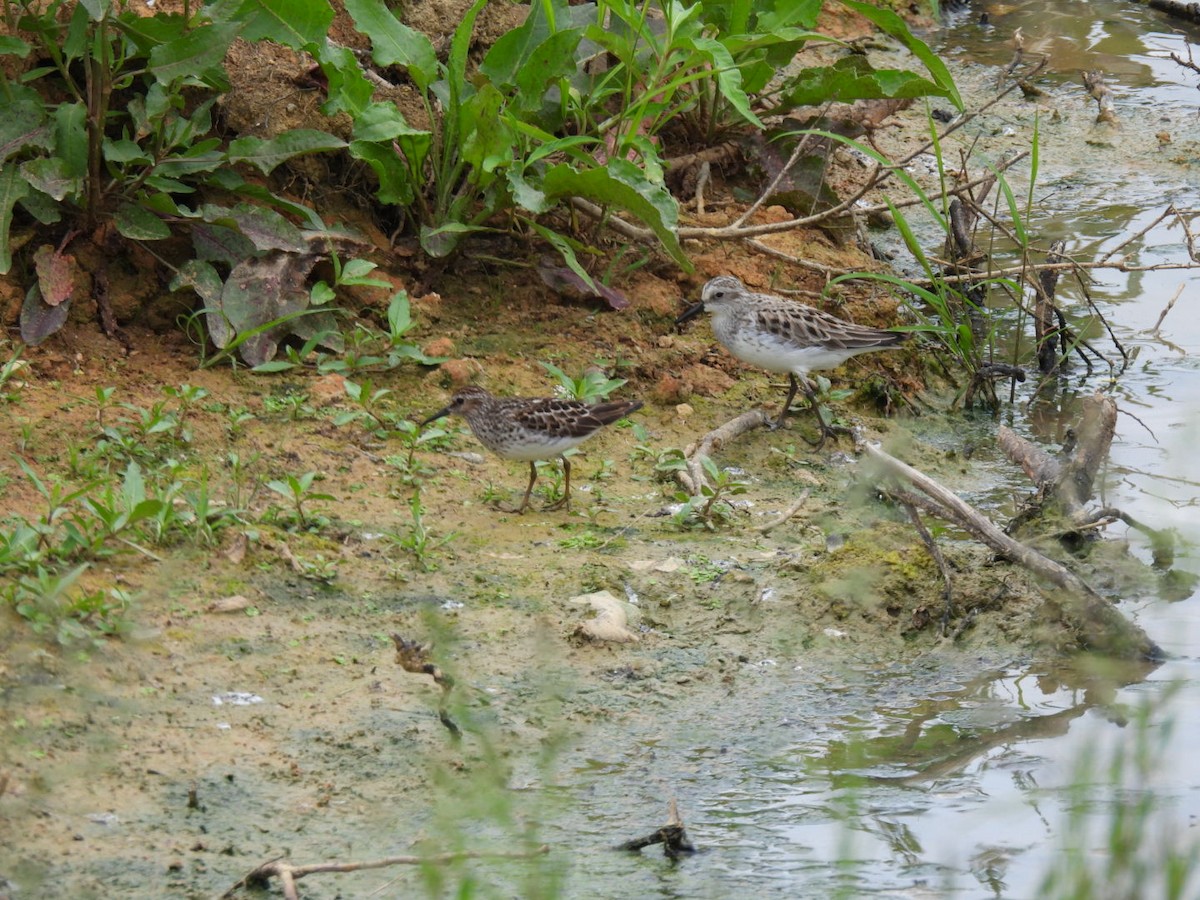 Semipalmated Sandpiper - ML575008271