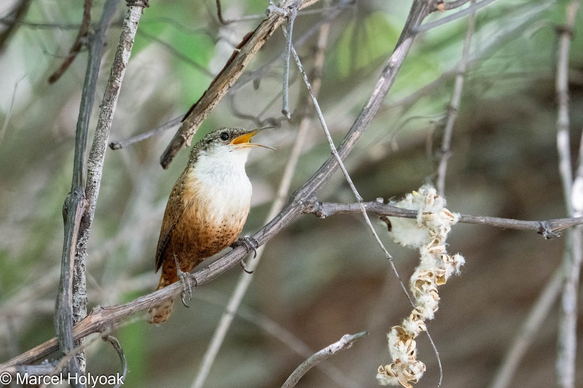 Canyon Wren - ML575008591