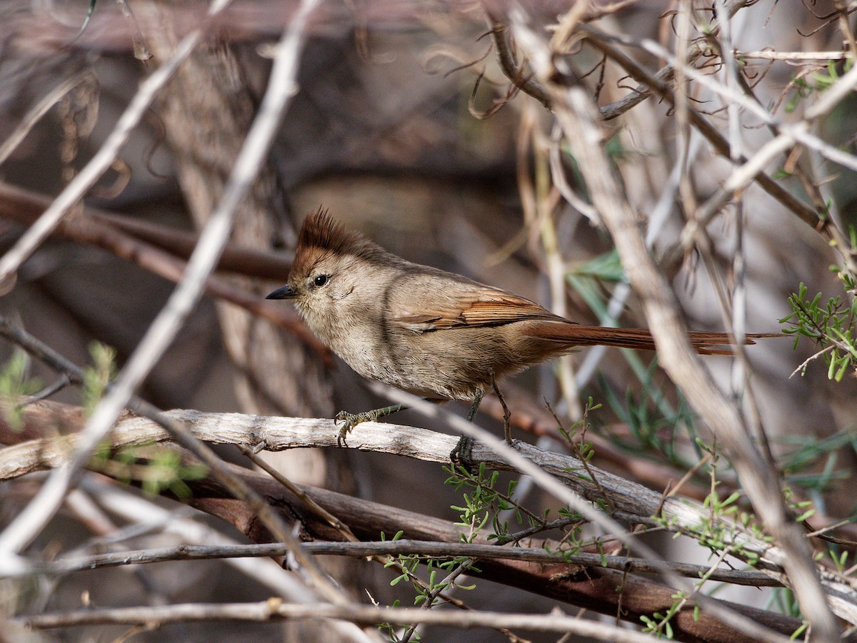 Brown-capped Tit-Spinetail - ML575009111