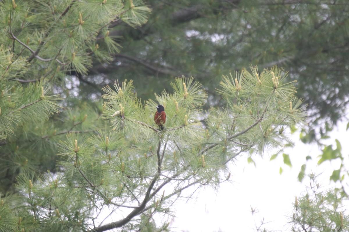Orchard Oriole - ML575009381