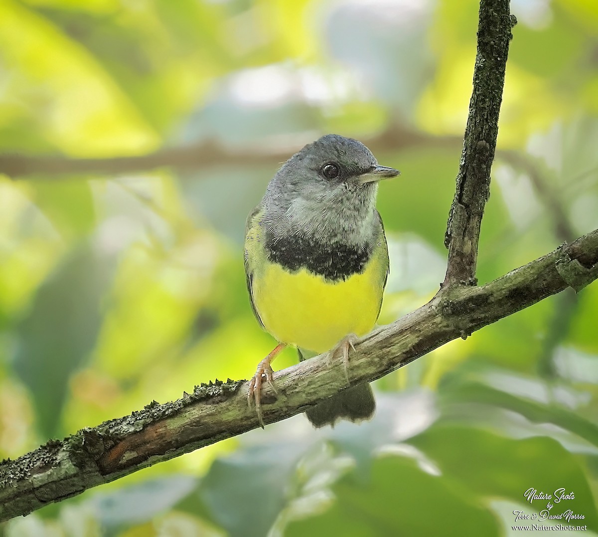 Mourning Warbler - Terri Norris