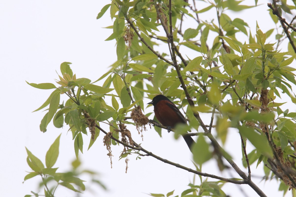 Orchard Oriole - ML575009501