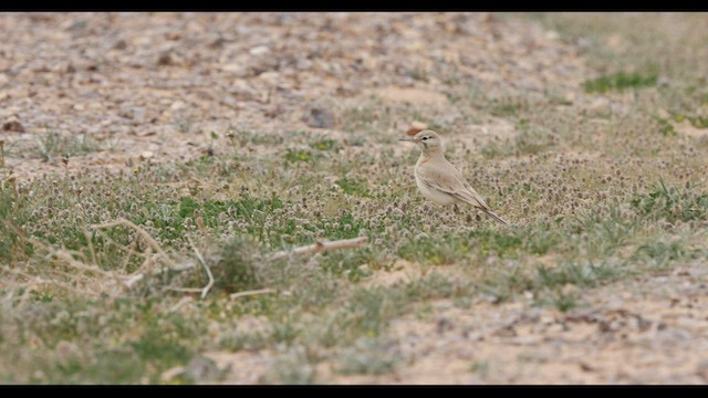 Greater Hoopoe-Lark - ML575009911