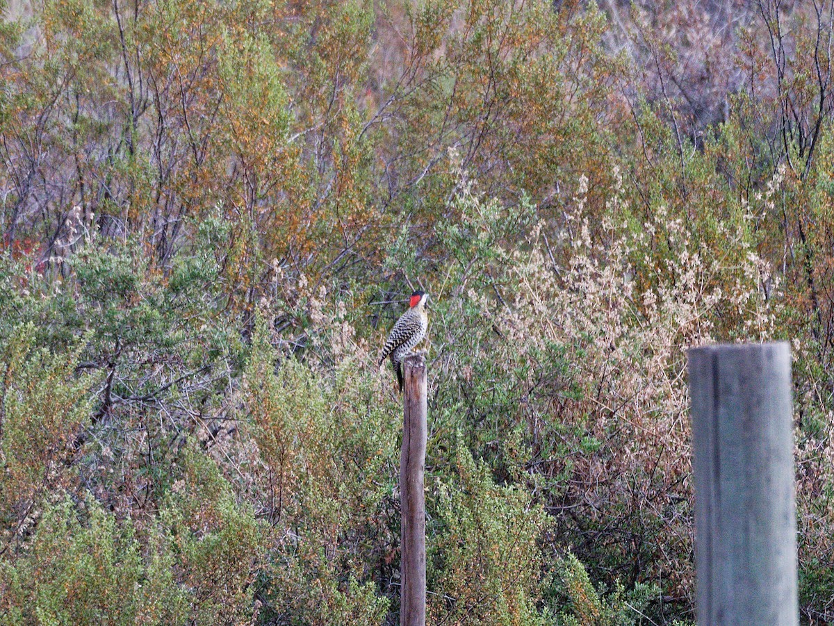 Green-barred Woodpecker - ML575010041
