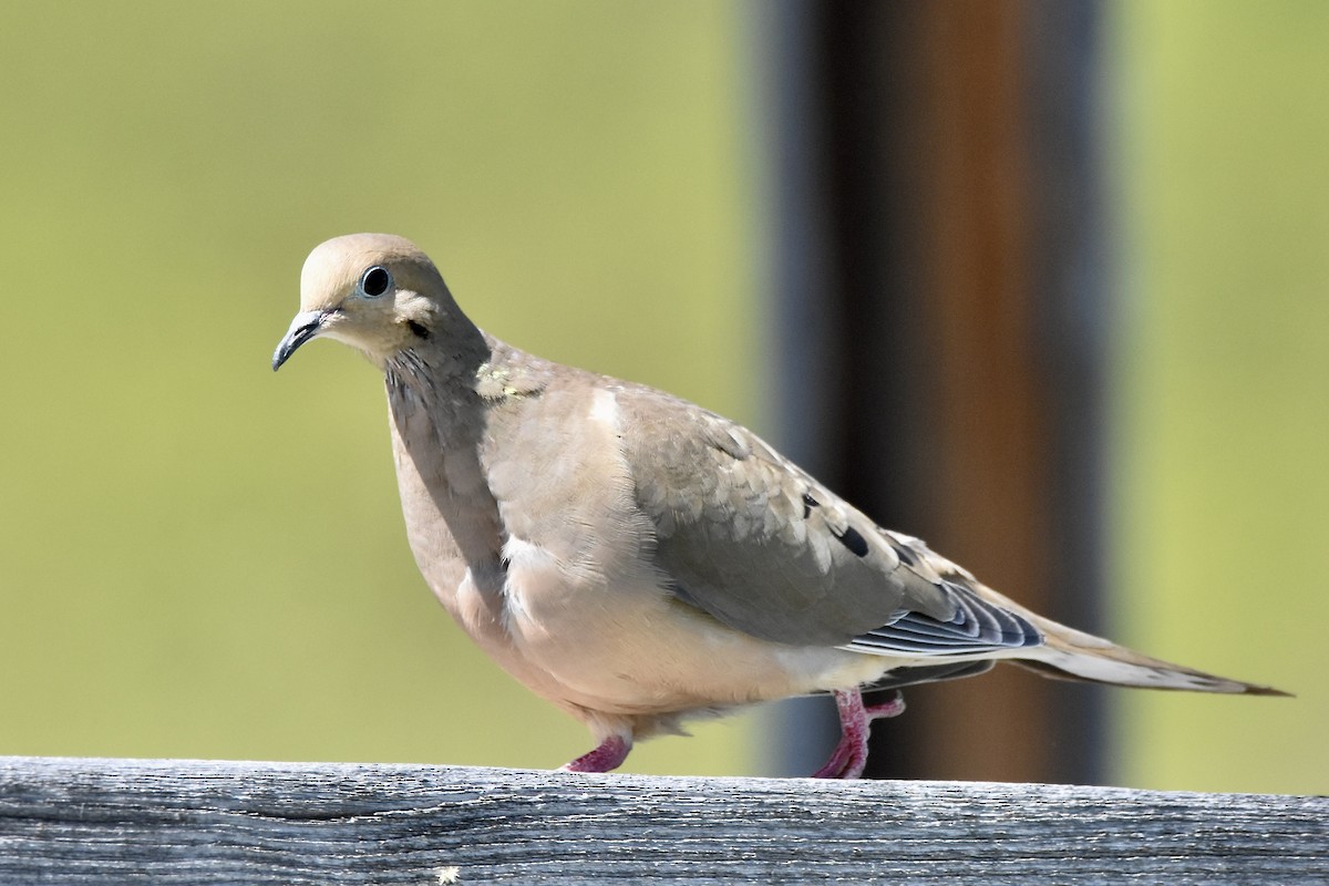 Mourning Dove - ML575010131