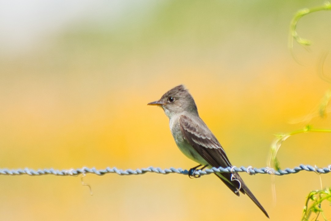 Eastern Wood-Pewee - ML575010241