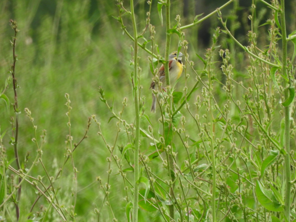 Dickcissel - ML575010441