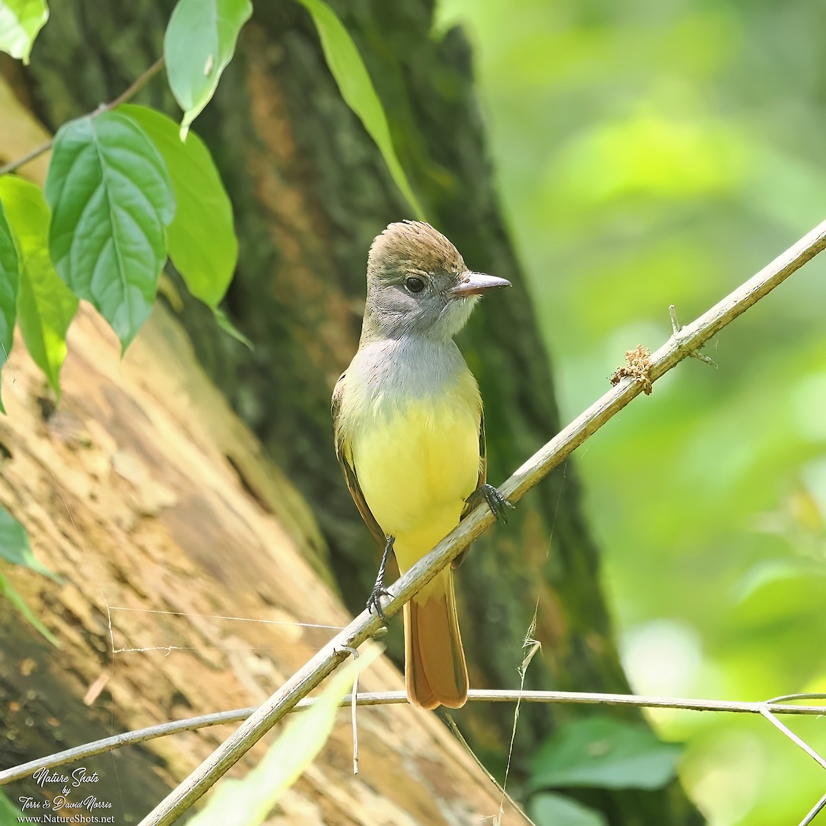 Great Crested Flycatcher - Terri Norris