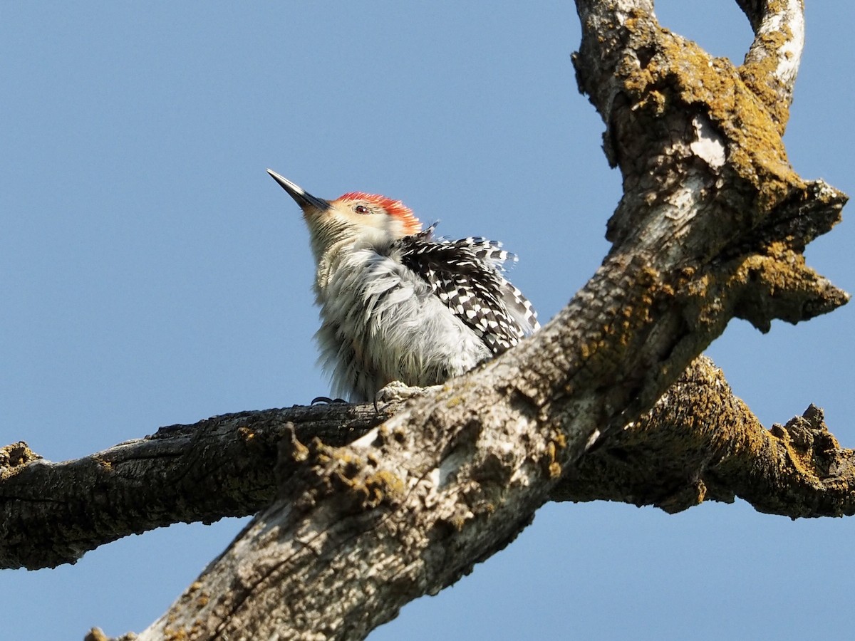 Red-bellied Woodpecker - ML575010911