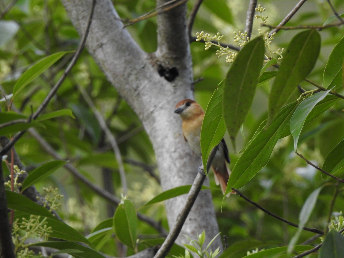 Cinereous Becard - ML575011971