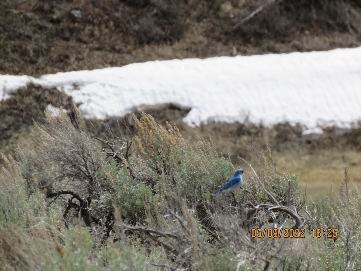 Mountain Bluebird - ML575013061