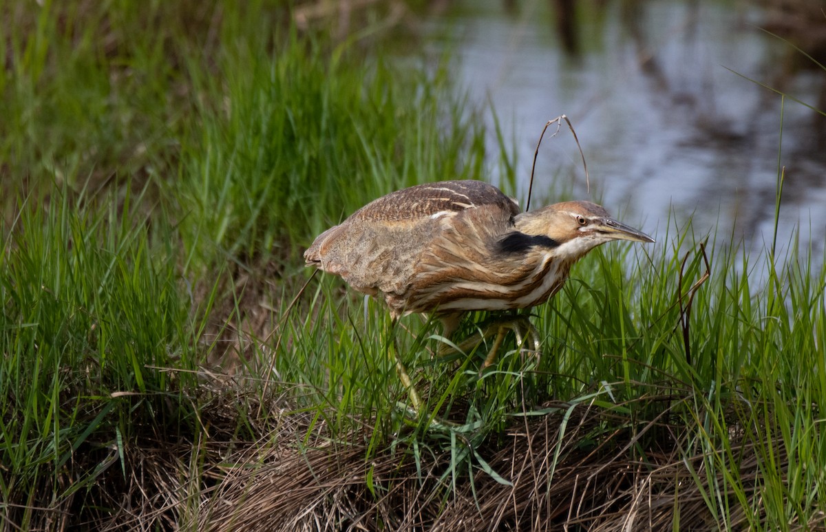 American Bittern - ML575014501