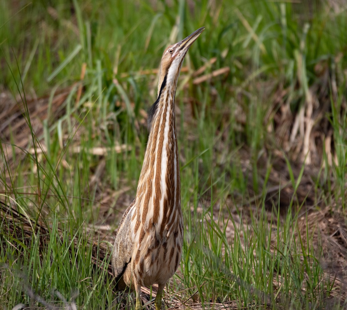 American Bittern - ML575014551