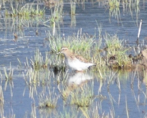 Least Sandpiper - ML575016261