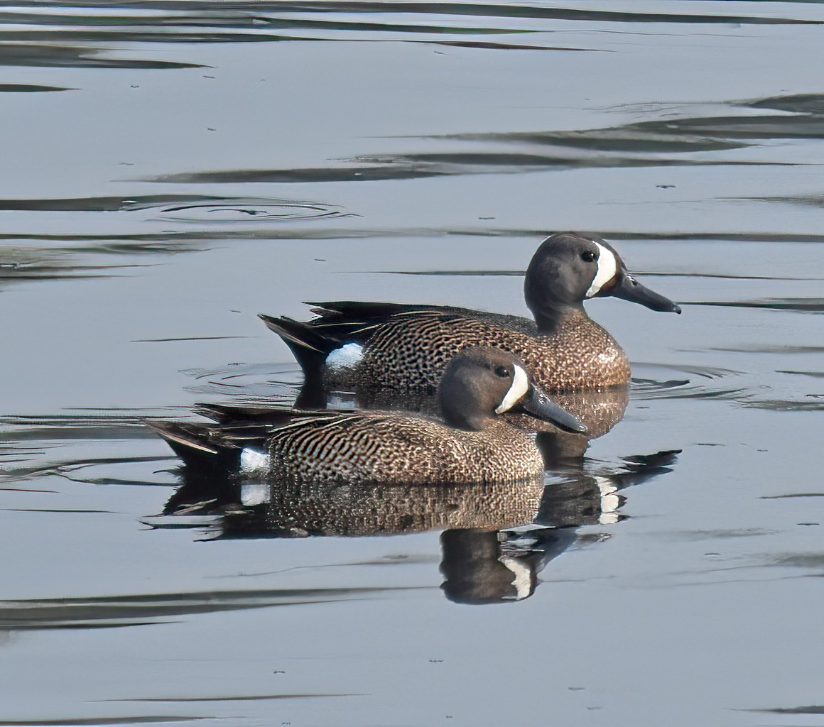Blue-winged Teal - ML575016501