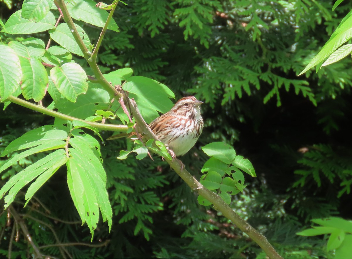 Song Sparrow - ML575016731