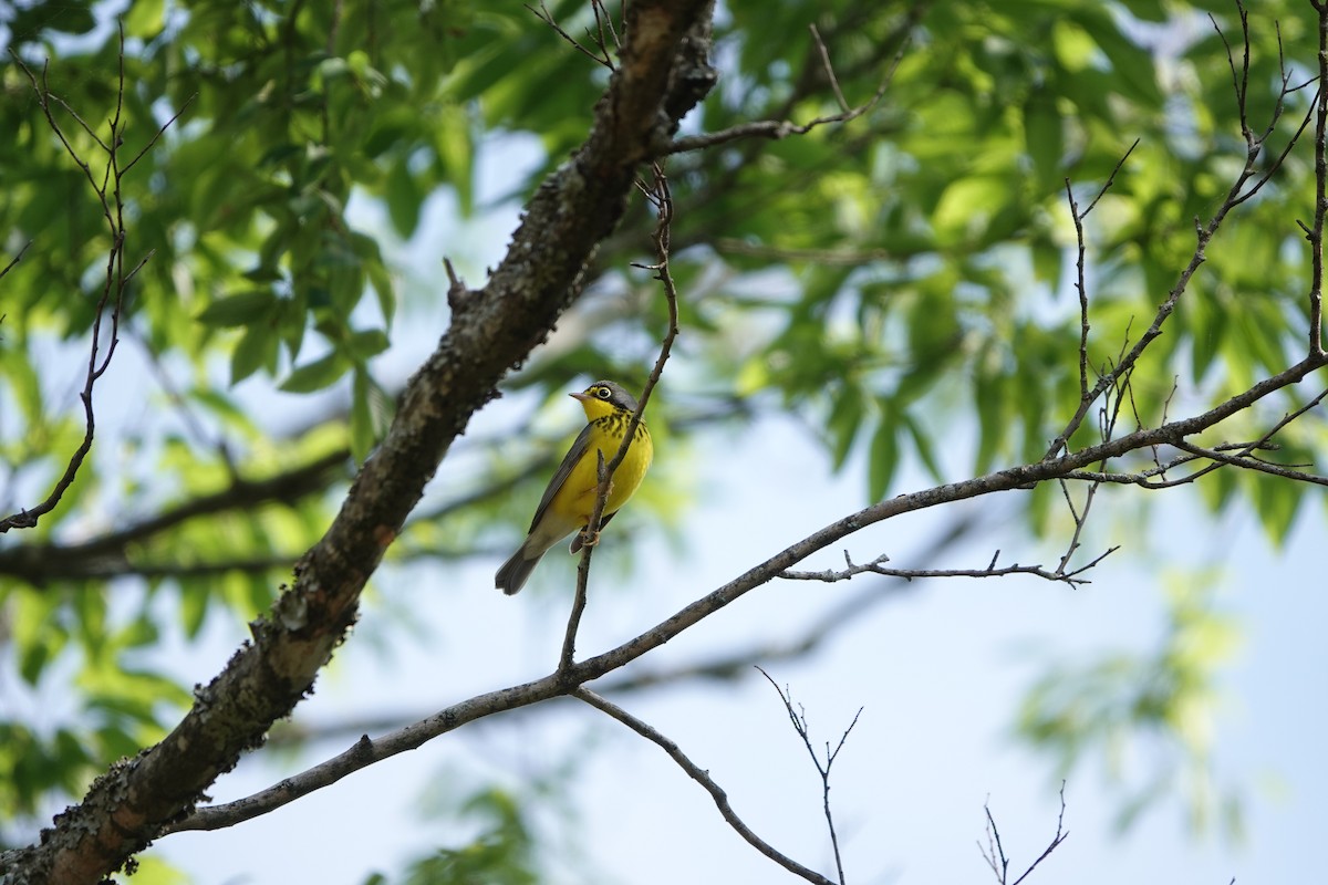 Canada Warbler - ML575017611
