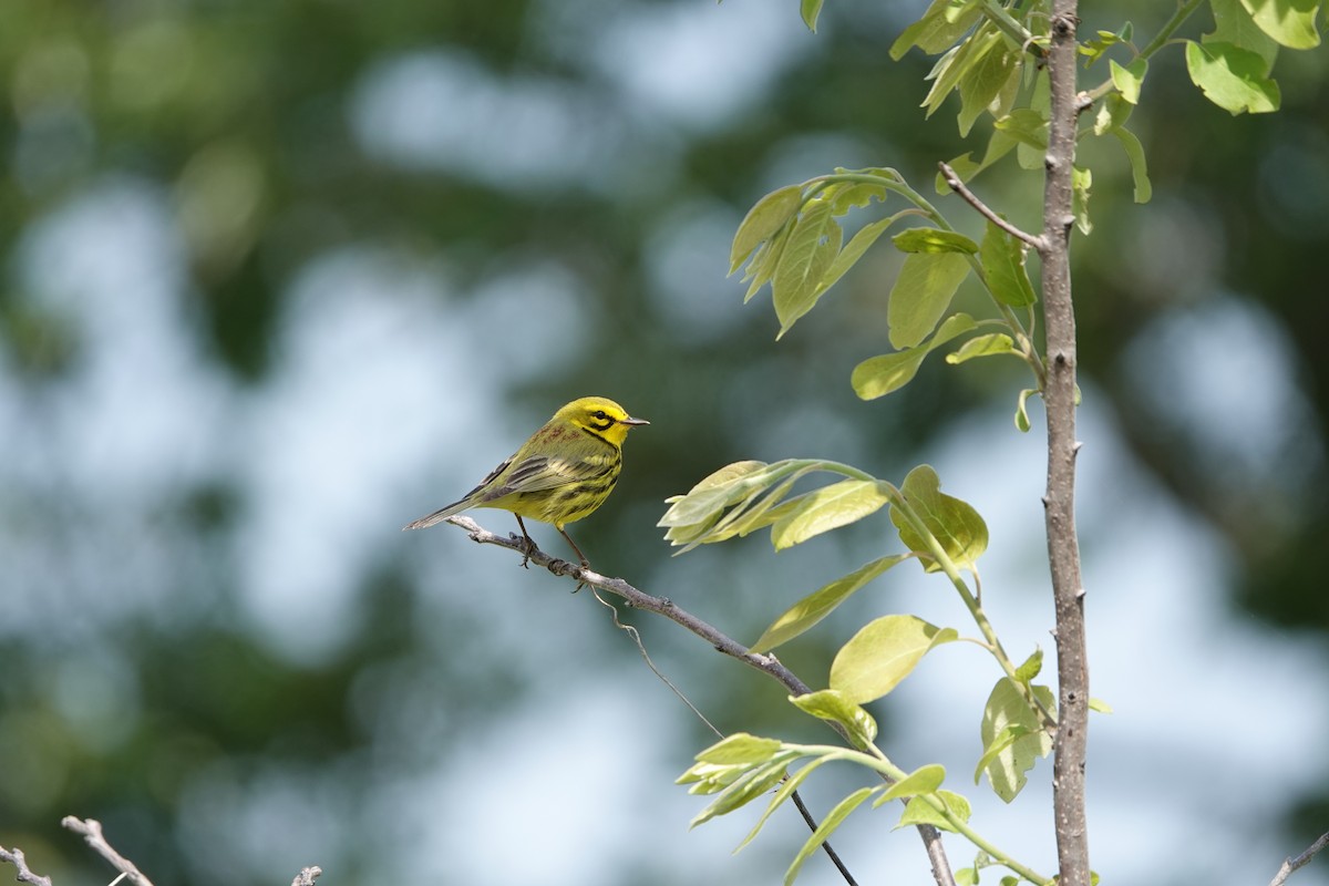 Prairie Warbler - ML575017751