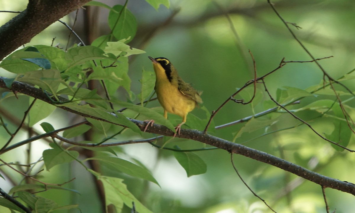 Kentucky Warbler - ML575017841