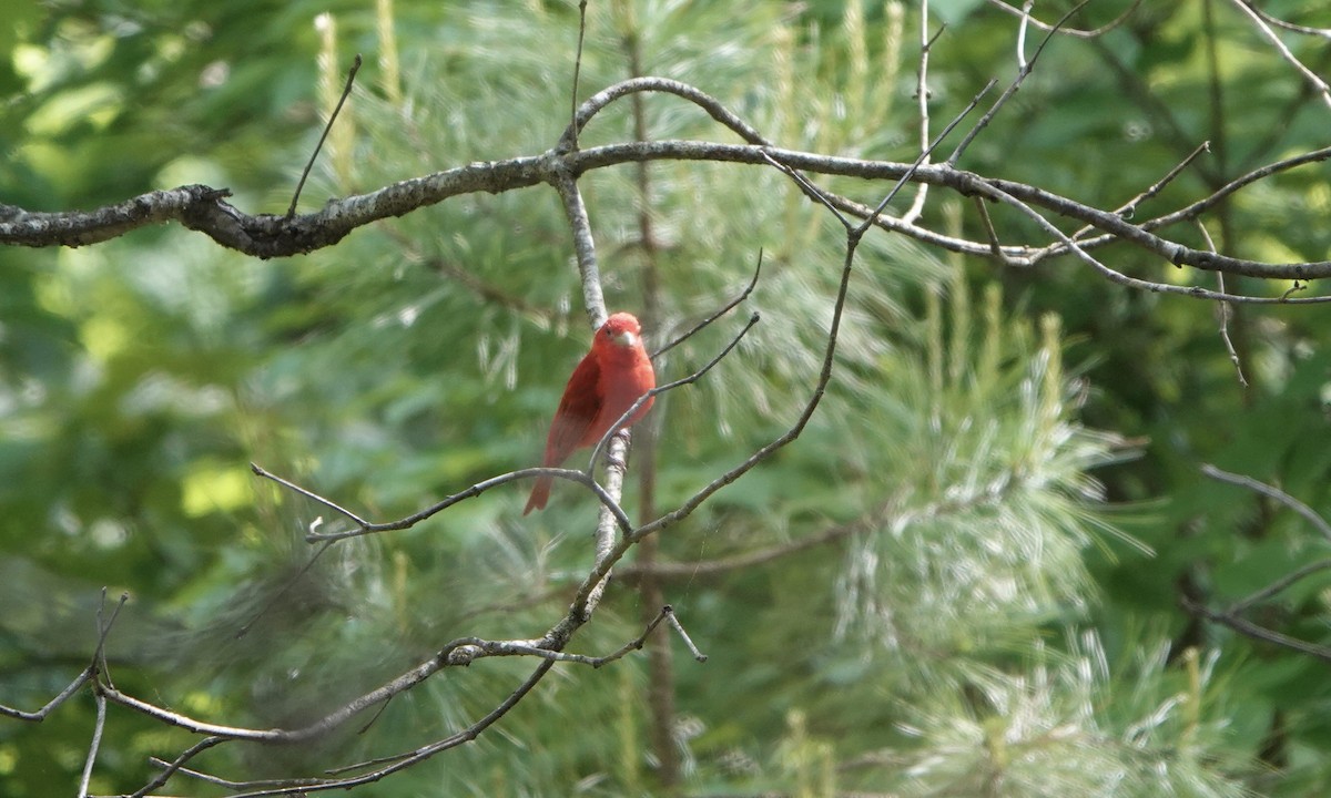 Summer Tanager - ML575018251