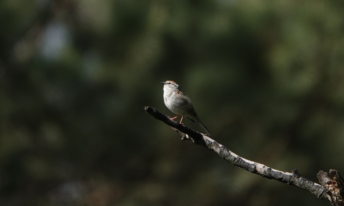 Chipping Sparrow - ML575018571